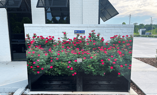 garden-flower